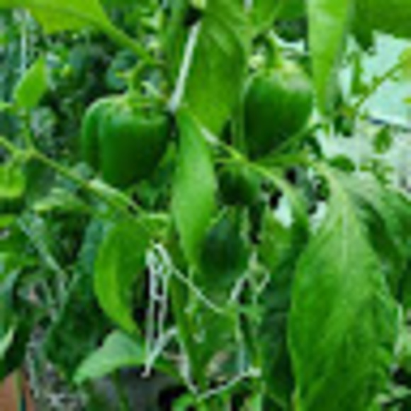 Meet your Posher, Diana - Picture 1 of 1